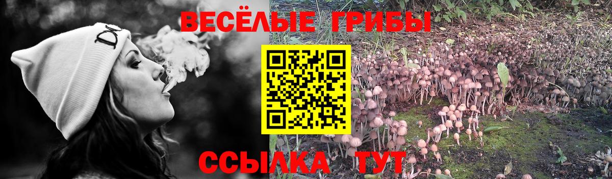 Галлюциногенные грибы Psilocybine cubensis  Вход с VPN  Северобайкальск 